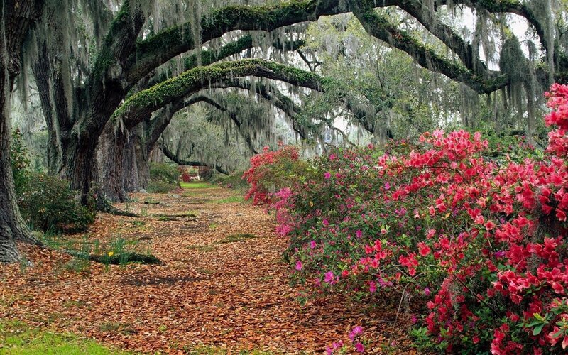 oak tree alley with azaleas