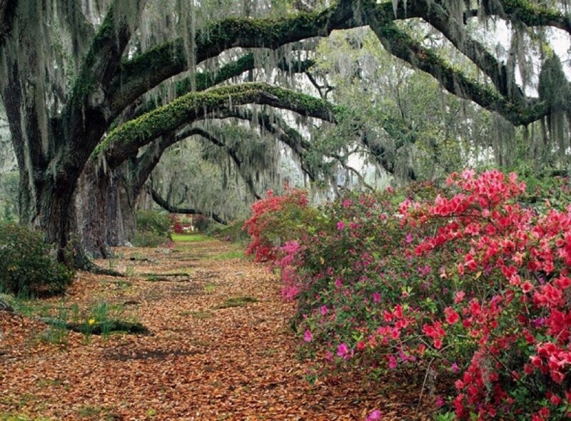 oak tree alley with azaleas
