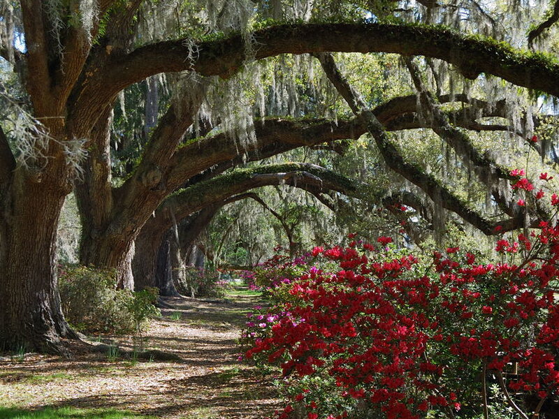 Oak Tree Alley with Flowers
