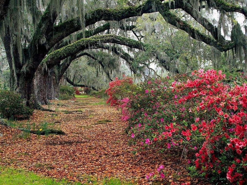 oak tree arch with azaleas