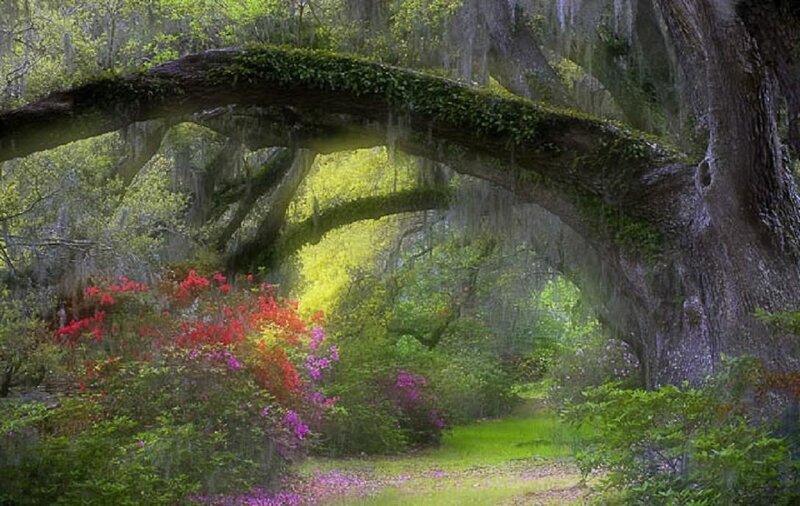 Oak Tree Arch with Flowers