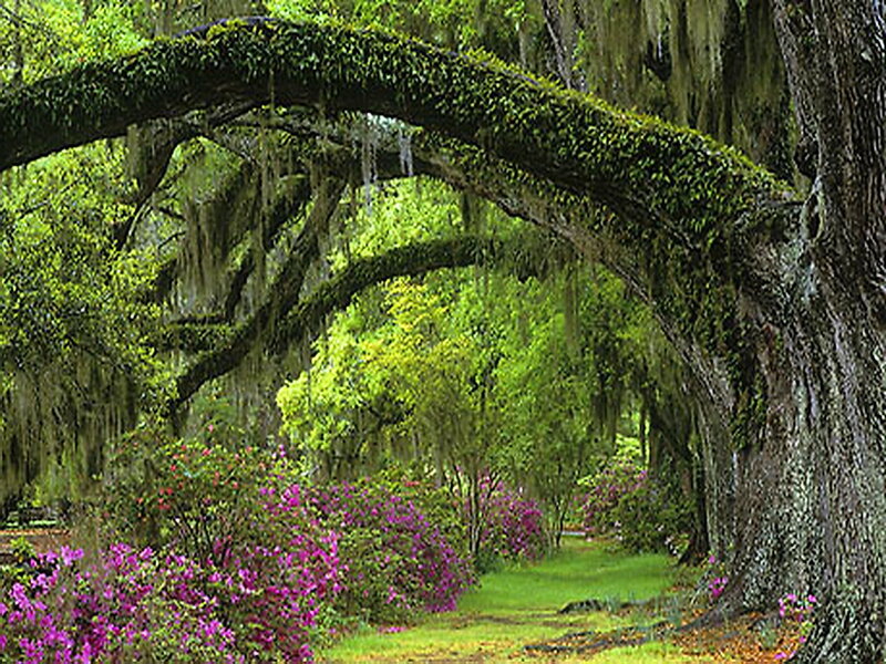 Oak Tree Archway
