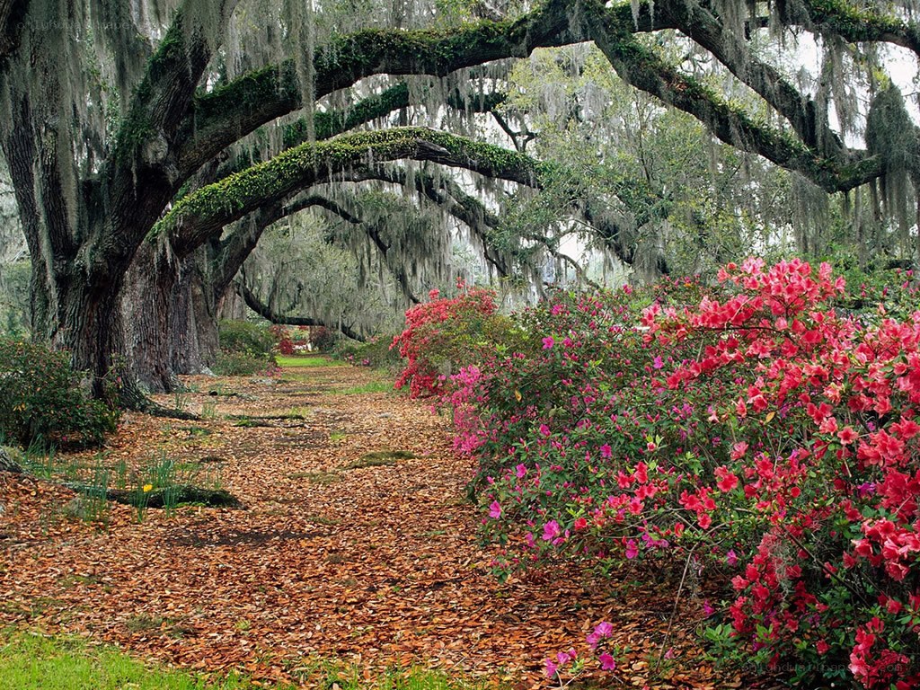 oak tree archway with azaleas