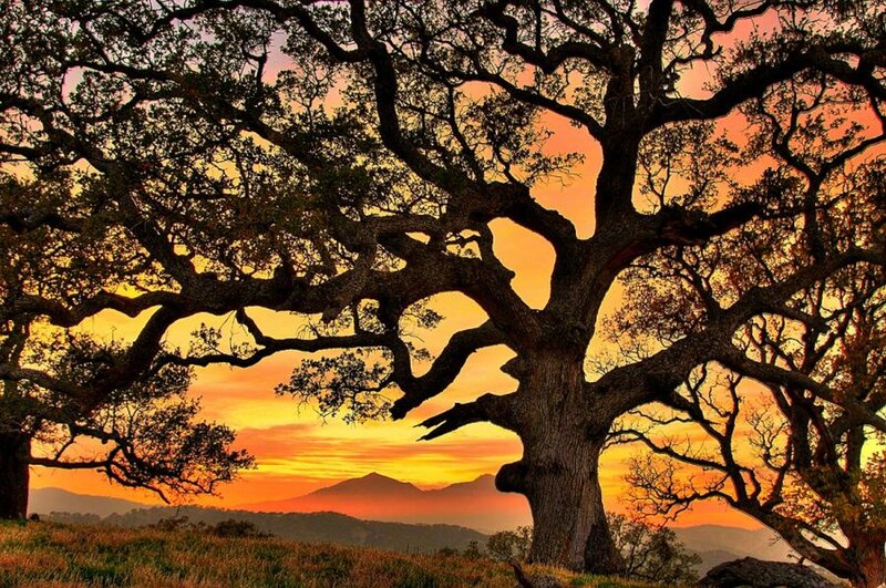 Oak Tree at Sunset — Orange