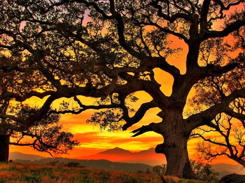 Oak tree at sunset