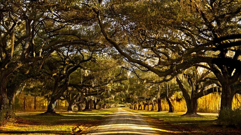 Oak Tree Avenue — Green