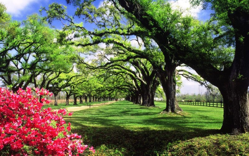Oak Tree Avenue