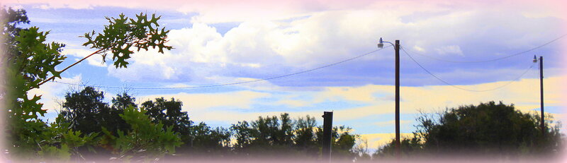 Oak Tree Branch and Power Lines