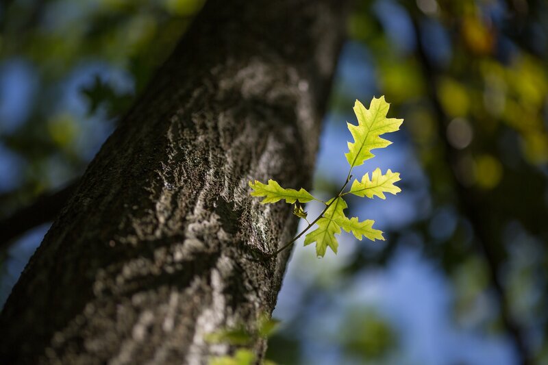 Oak Tree Branch