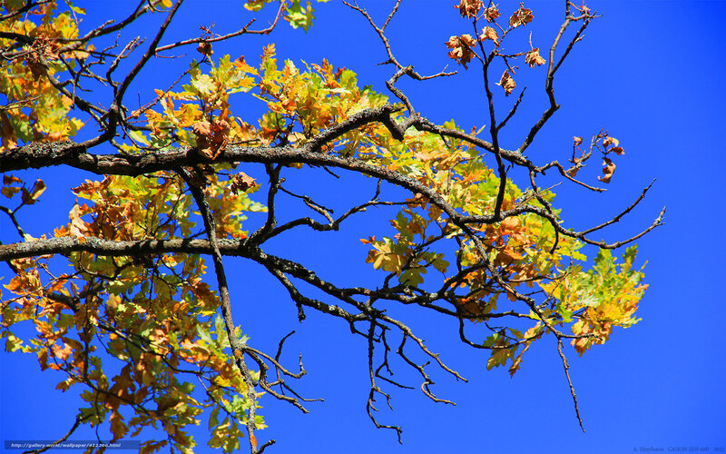 Oak Tree Branches — Blue