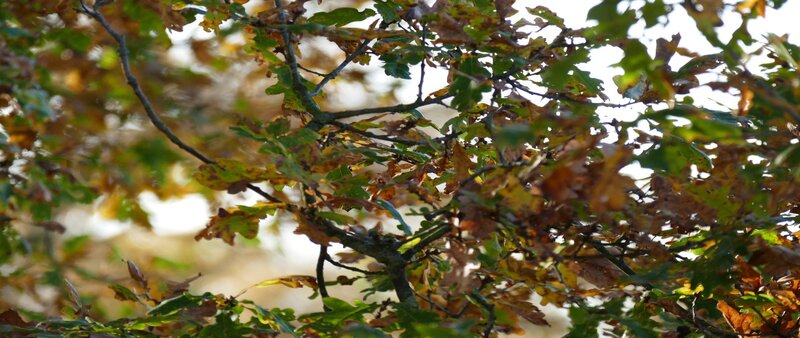 Oak Tree Branches — Green, Natural