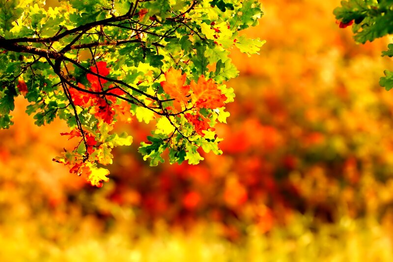 Oak Tree Branches — Green