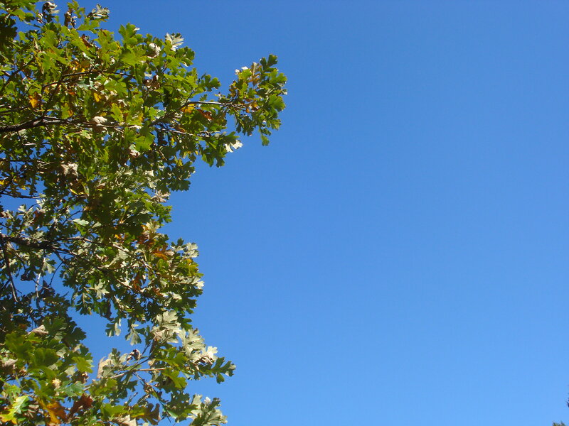 Oak Tree Branches
