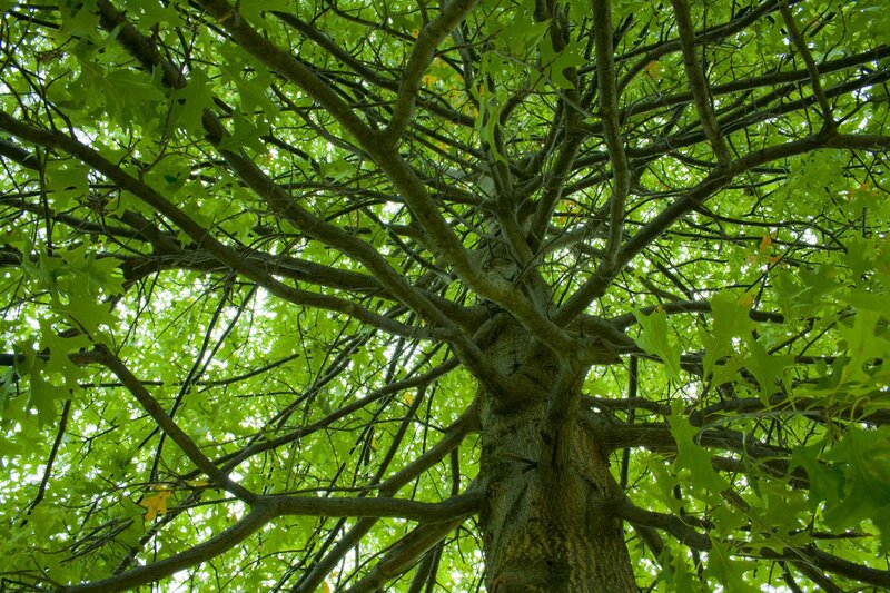 Oak Tree Canopy — Green