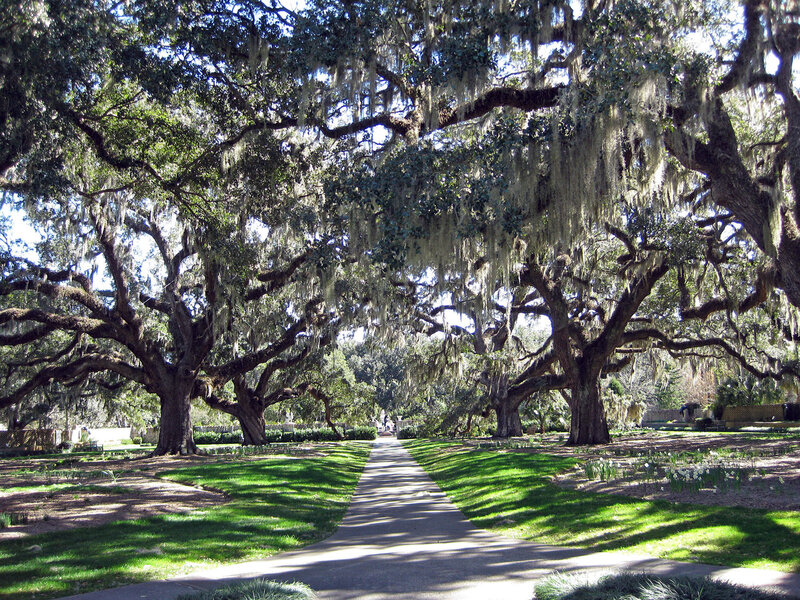 oak tree canopy pathway