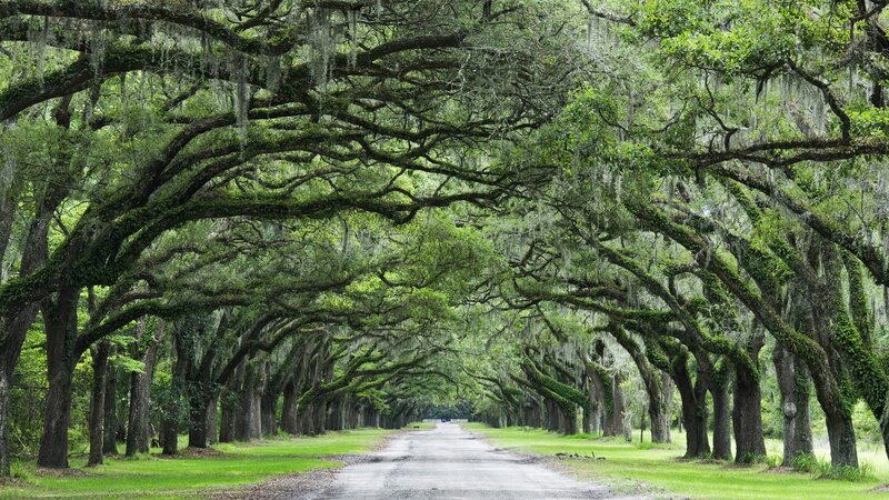 oak tree canopy road