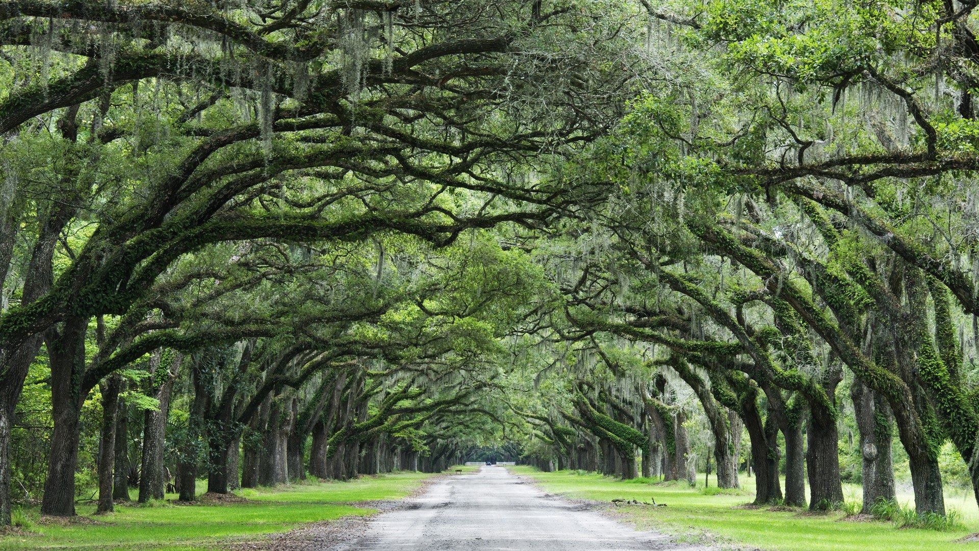 oak tree canopy road