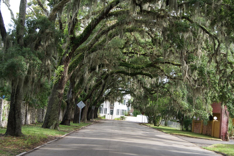 oak tree canopy street