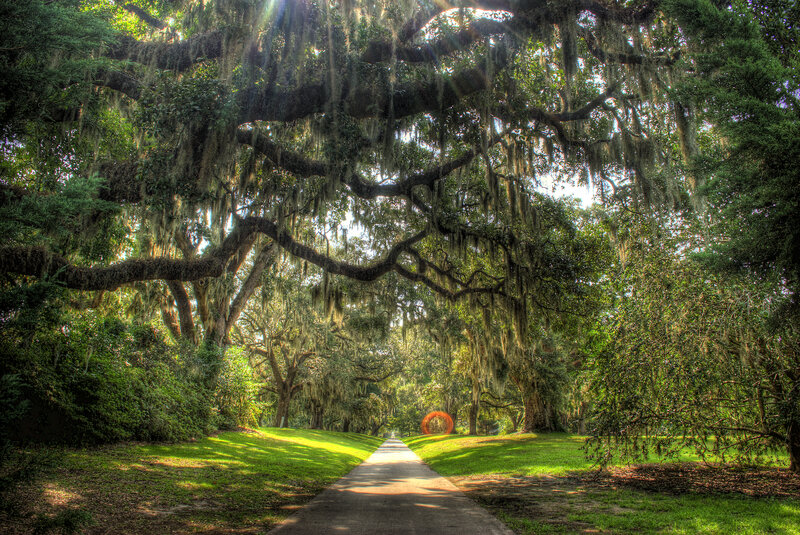 Oak Tree Canopy
