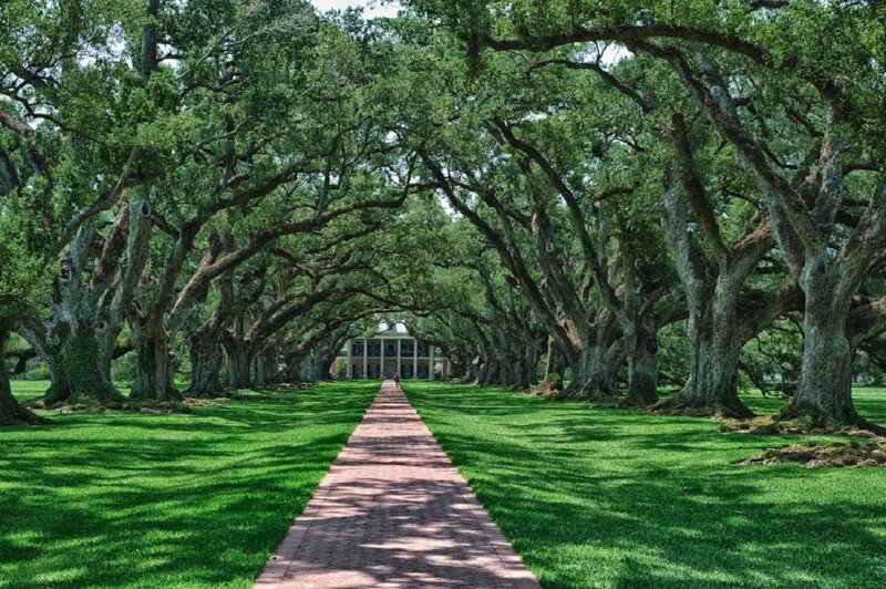 Oak Tree Driveway