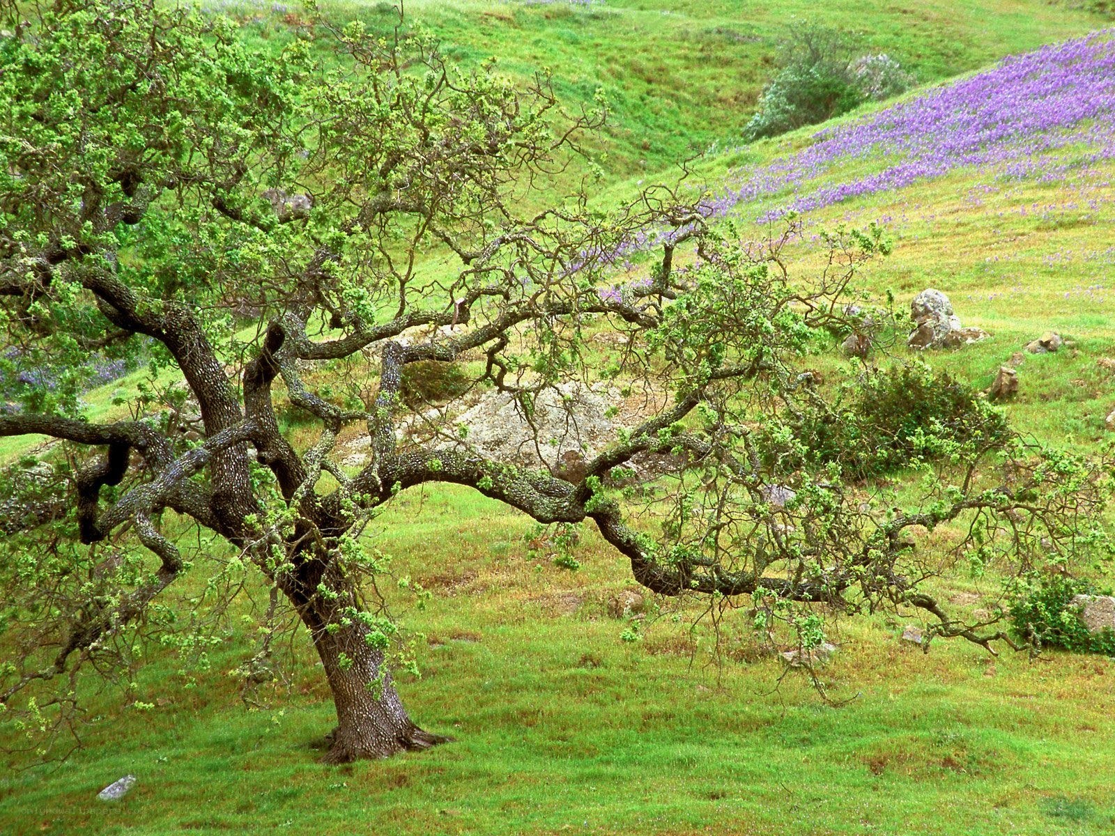 Oak tree in a purple field