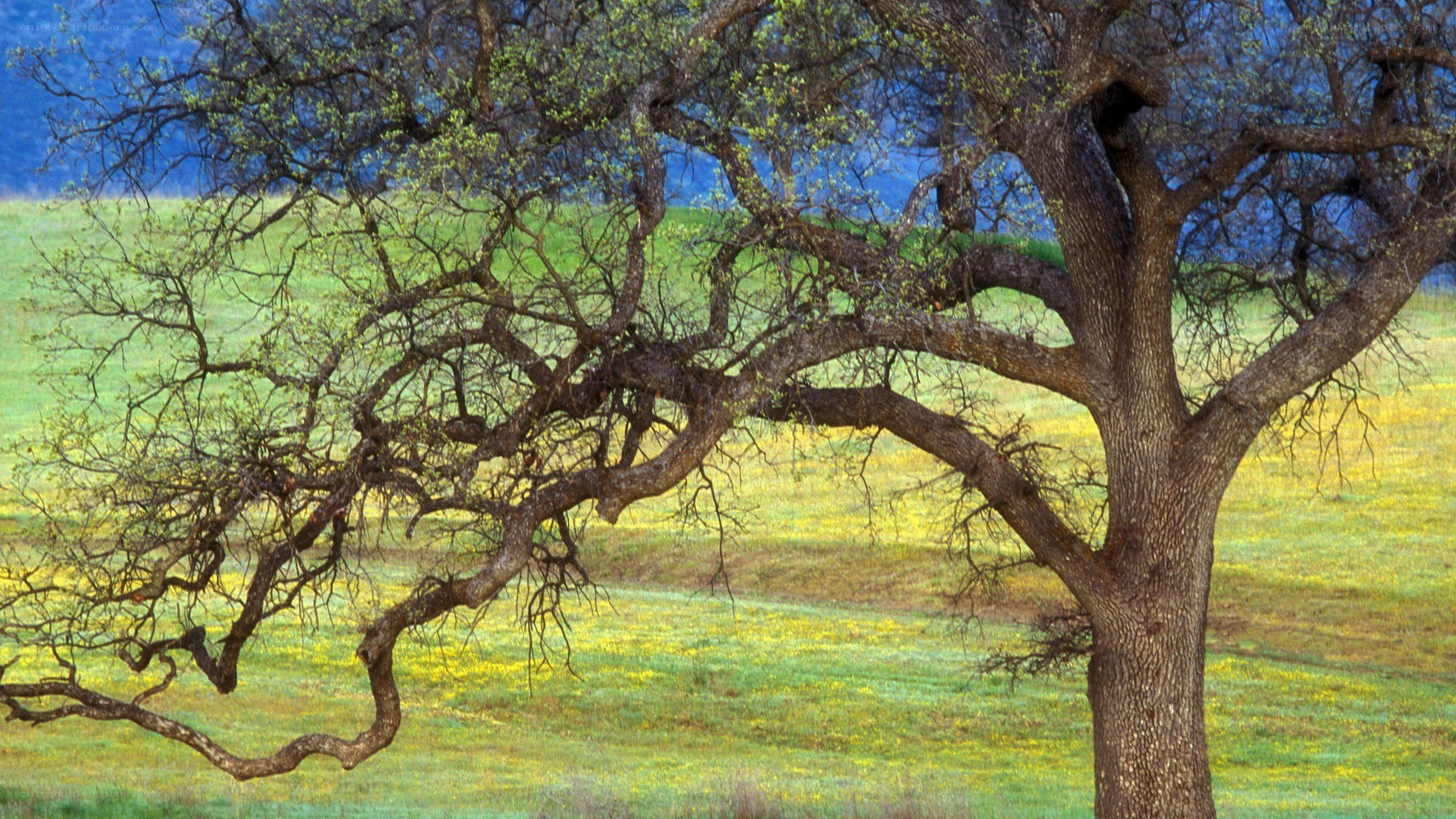 Oak tree in a spring meadow