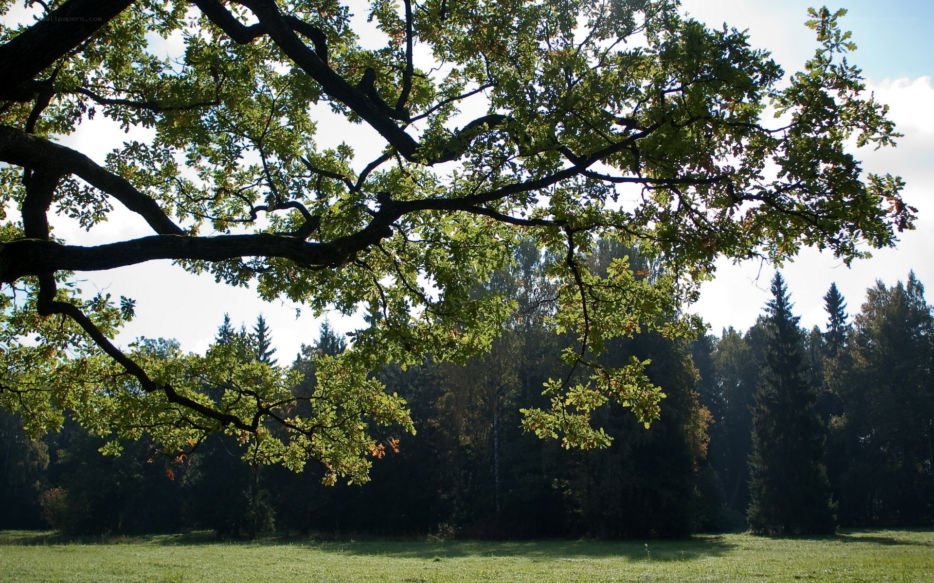 Oak tree in a sunny meadow