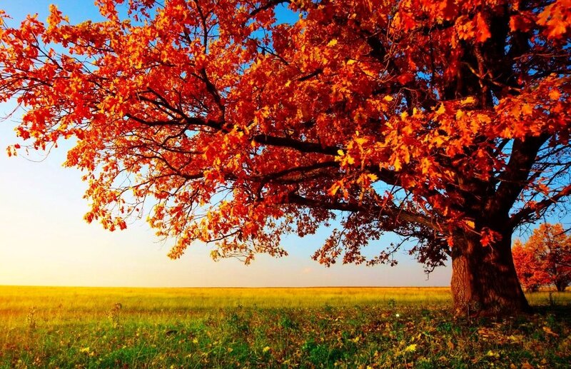 Oak Tree in Autumn