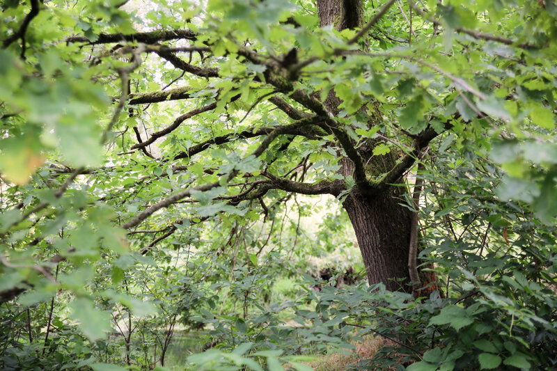 Oak Tree in Forest
