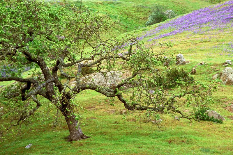 Oak tree in purple flower field