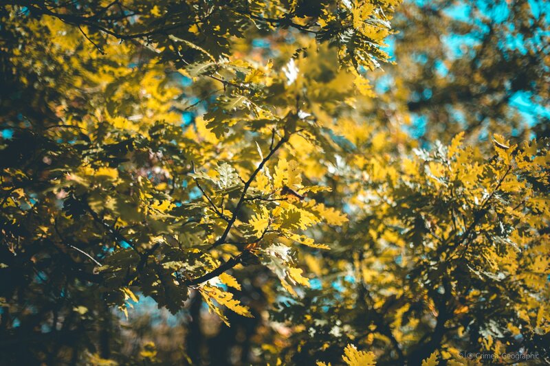 Oak Tree Leaves