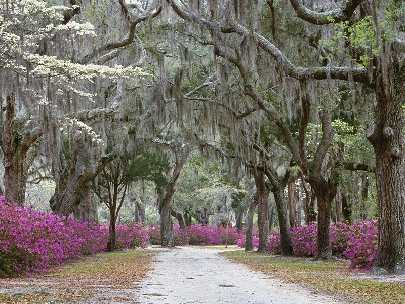oak tree-lined path with azaleas