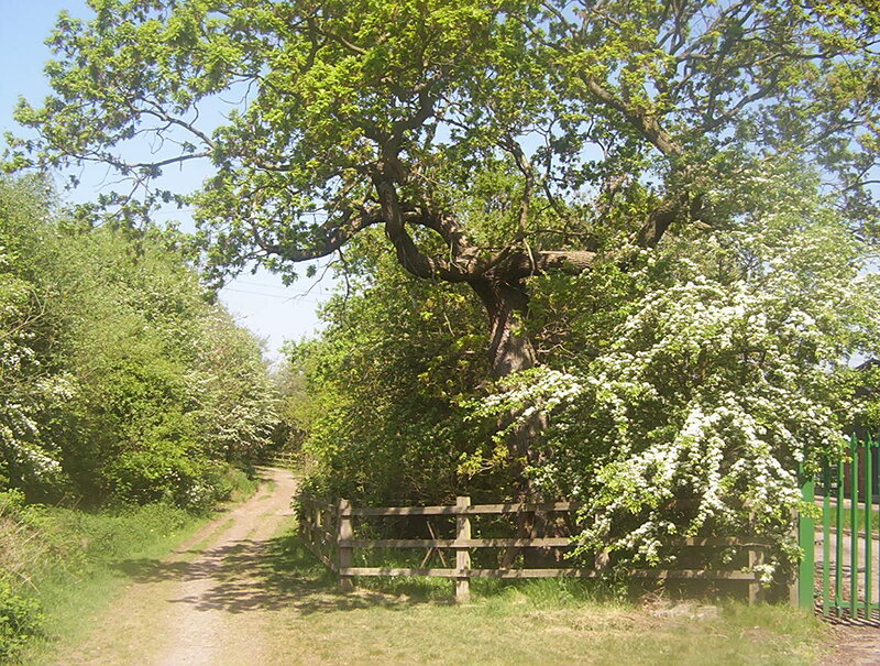 Oak Tree on Dirt Path