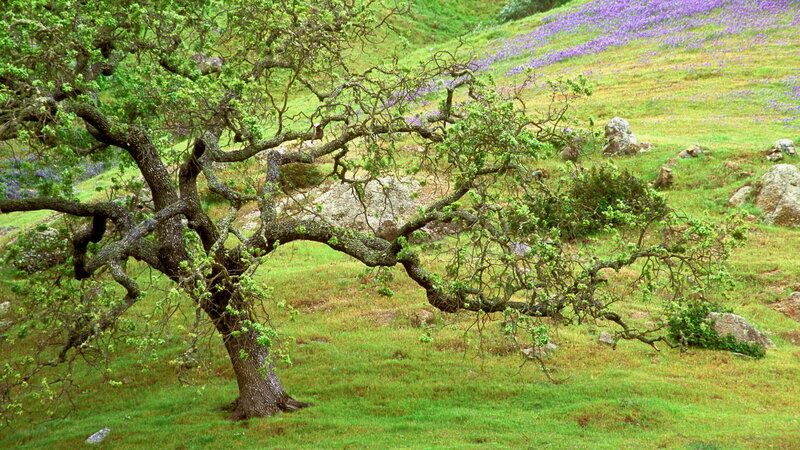 Oak Tree on Hillside — Green
