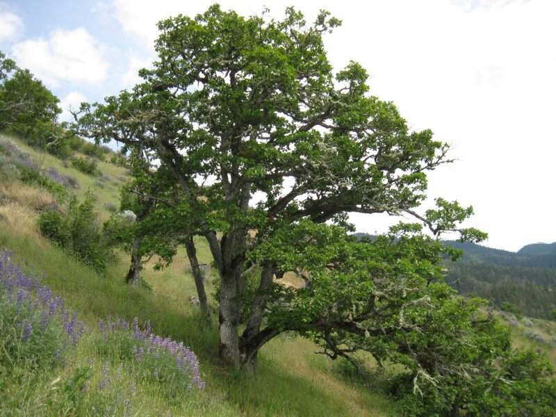 Oak Tree on Hillside