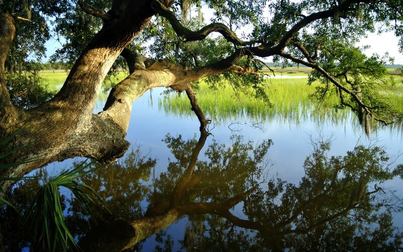 Oak Tree over Water — Green, Serene, Afternoon