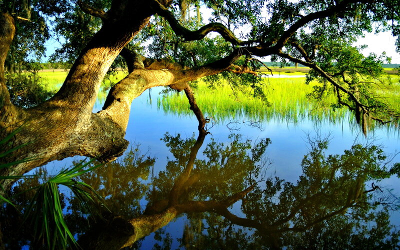 Oak Tree over Water — Green