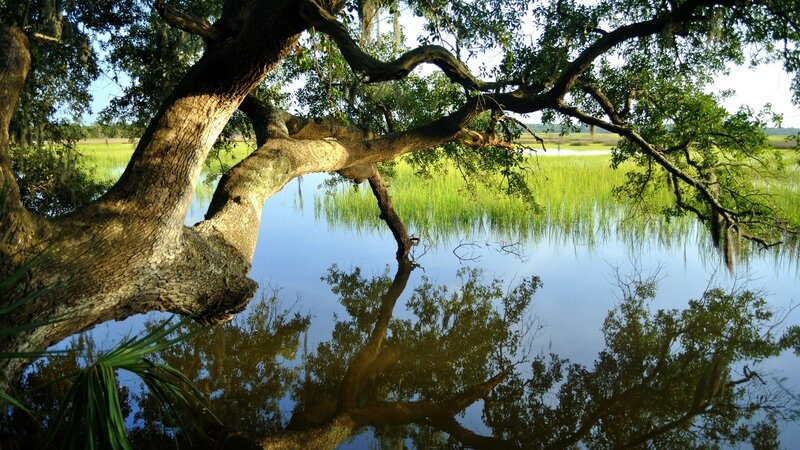 Oak Tree over Water