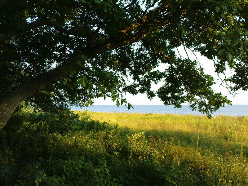 Oak Tree Overlooking Water