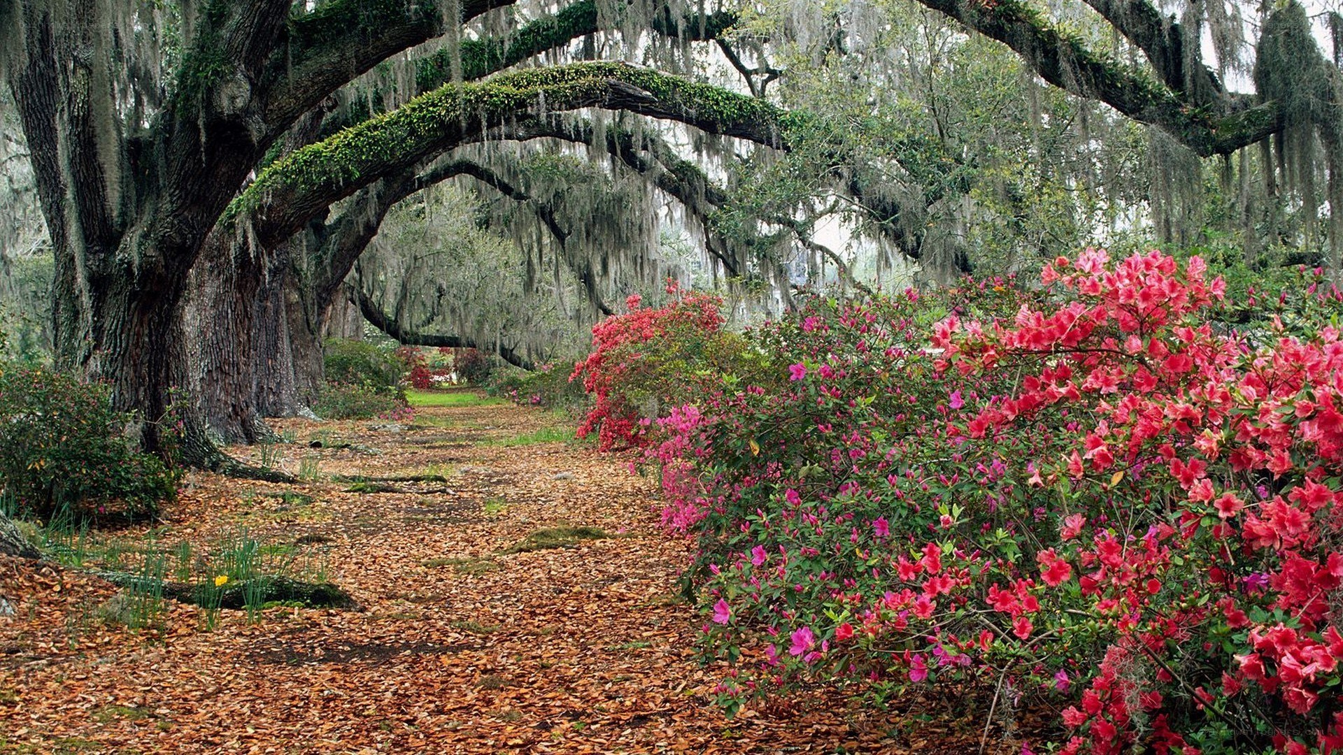 oak tree pathway with azaleas