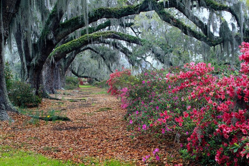 oak tree pathway with azaleas