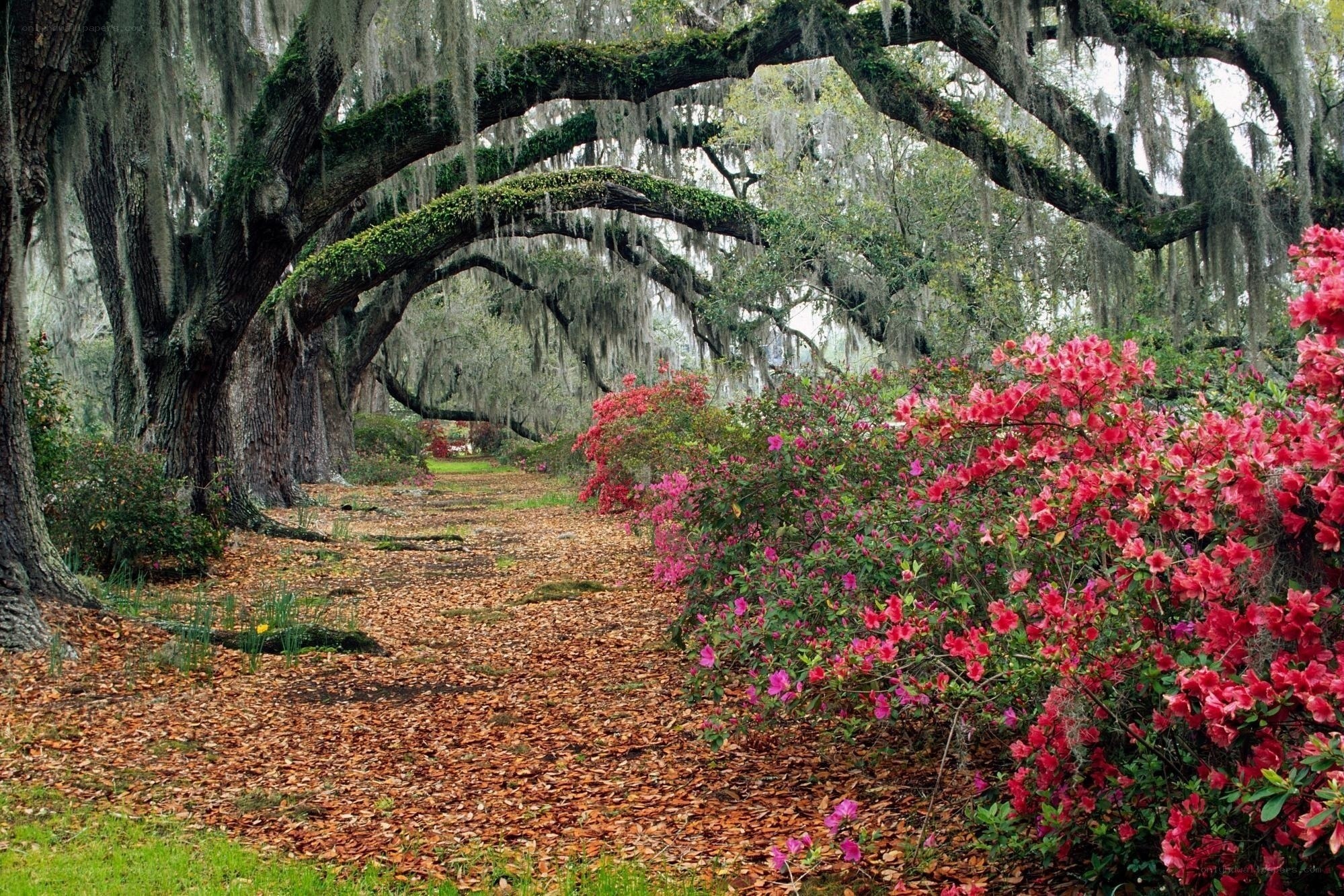 oak tree pathway with azaleas