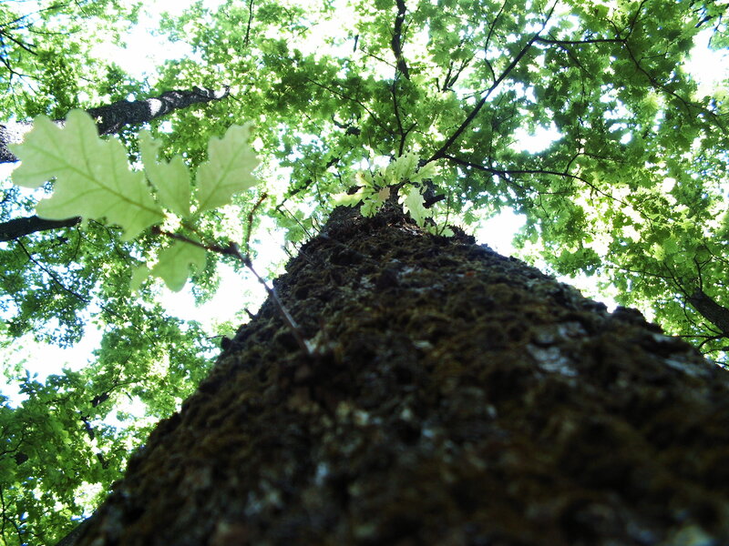 Oak Tree Trunk