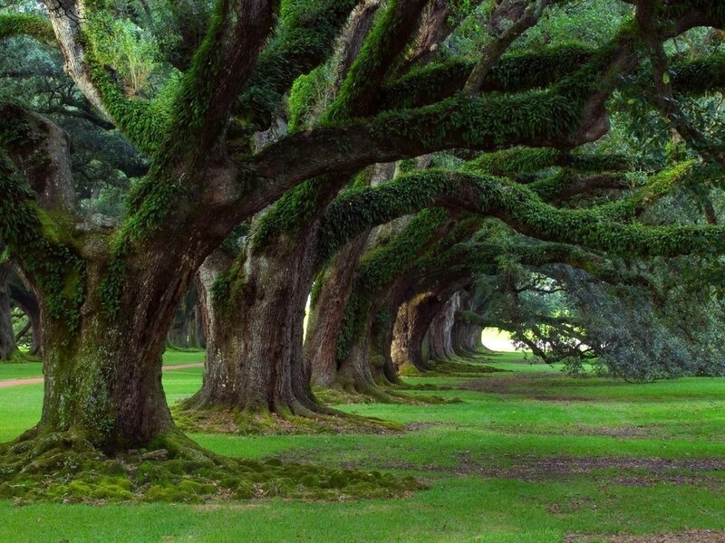 Oak Tree Tunnel
