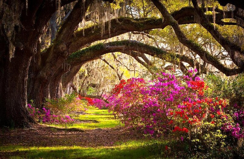 Oak Tree Tunnel with Flowers — Green