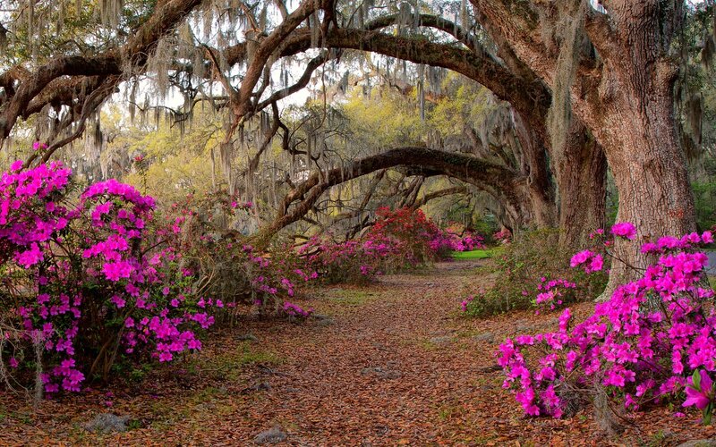Oak Tree Tunnel with Flowers