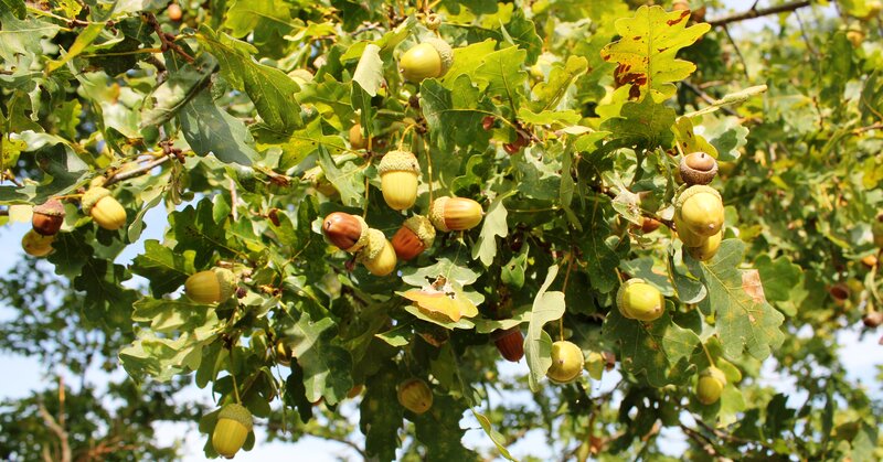 Oak Tree with Acorns