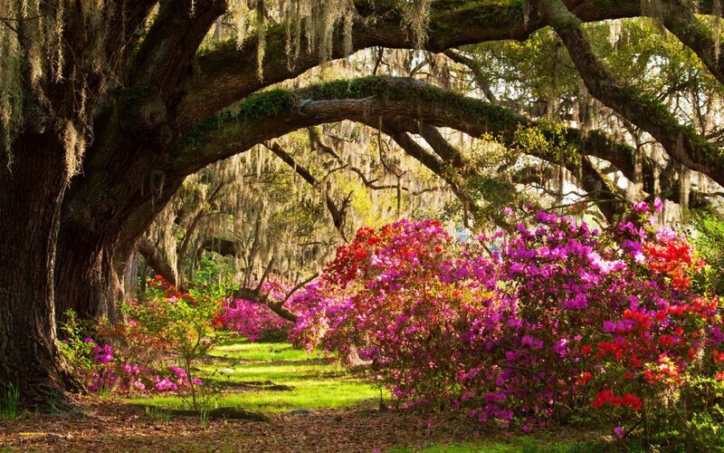 Oak Tree with Azaleas — Green, Serene, Afternoon