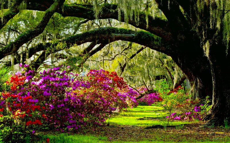 Oak Tree with Azaleas — Purple