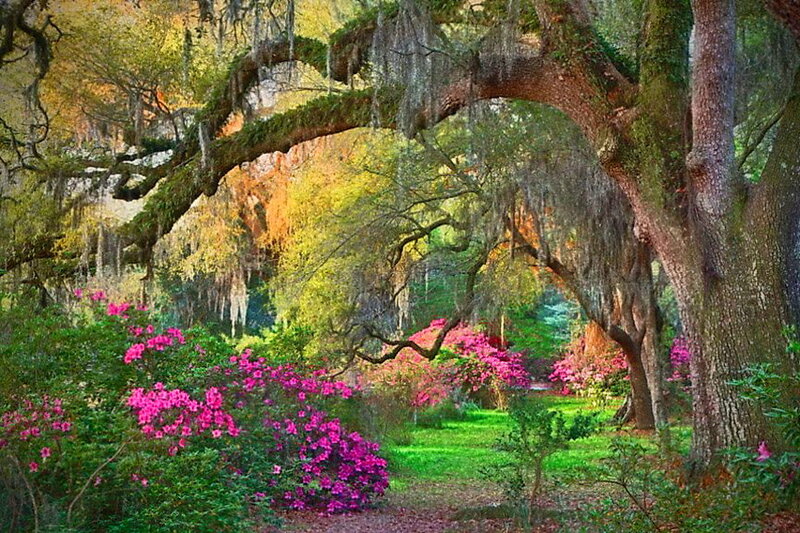 Oak Tree with Azaleas